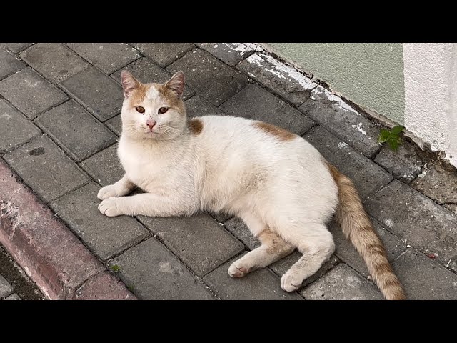 Cute cat lying contentedly after eating，feeding stray cats youtube