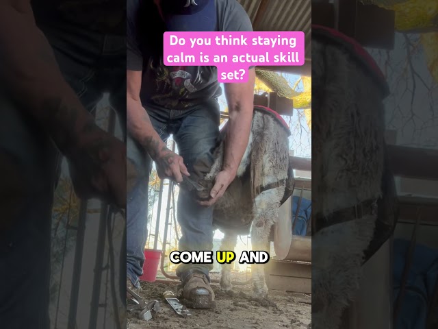 Donkey Skills #farrier #horse #horsecare #satisfying #asmr #equestrian