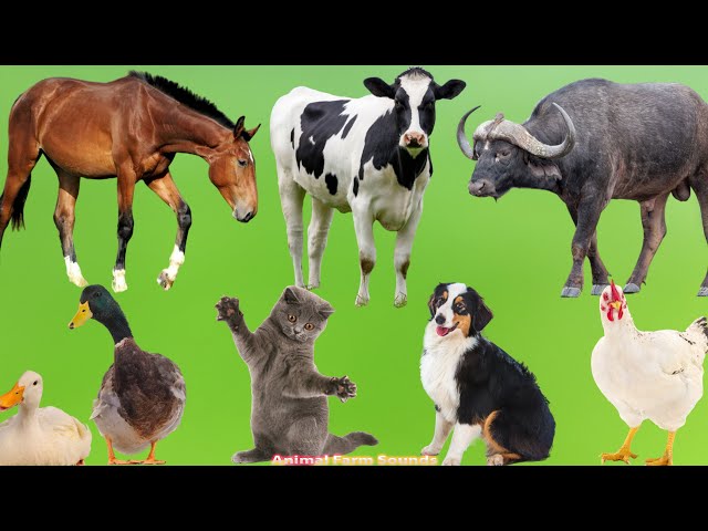 Wonderful Farm Animals: Duck, Horse, Cow, Chicken, Cat, Dog, Sheep, Buffalo - Animal Sounds