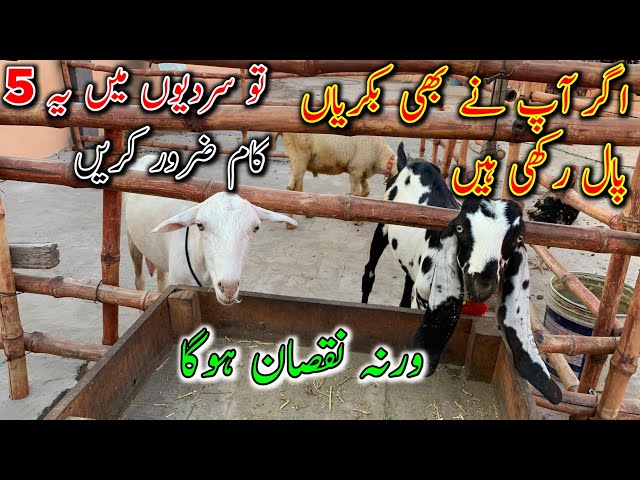 How to Manage Goats in Winter||Winter Management in Goats