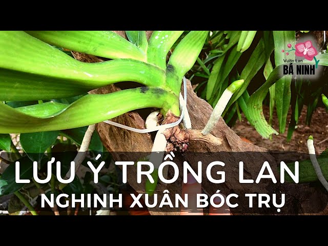 Bật Mí Cách Trồng Lan Nghinh Xuân Bóc Trụ | Thích trồng Lan - Vườn Lan Bá Ninh