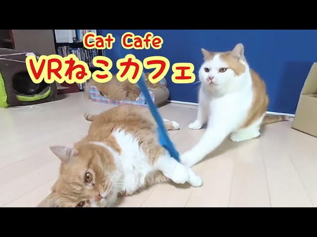 【VR180】VR Cat Cafe！