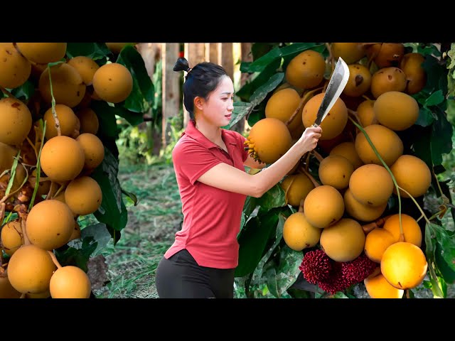 WOMAN - Harvesting woody BONBON fruit - a fruit that is very hard to find in the forest to sell