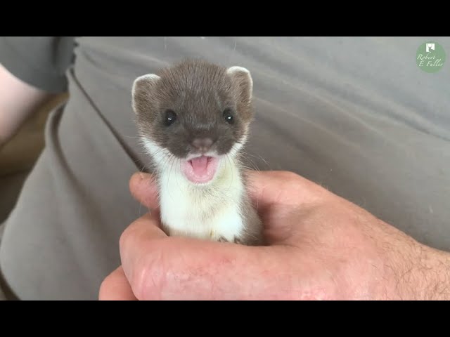 Whisper the Adorable Stoat Kit is Now so Playful | Rescued & Returned to the Wild | Robert E Fuller