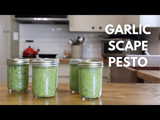 Garlic Scape Pesto for the Freezer | Preserving the Harvest