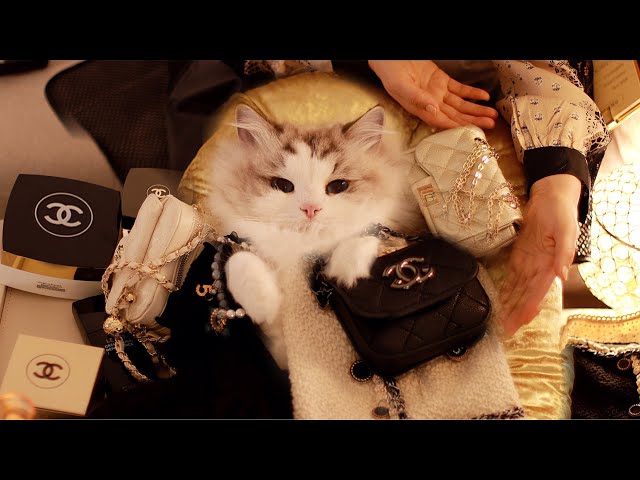 [Eng Sub] Chanel's First Cat Ambassador | Cat Spa ASMR / Roleplay