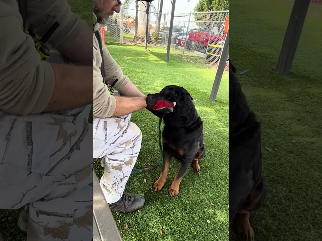 NUEVO A5659208 Rocky | Rottweiler (Spanish)