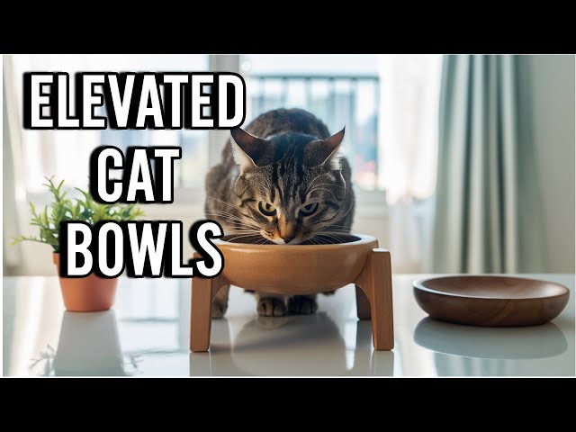 Why Cats LOVE Elevated Cat Bowls! 🐾