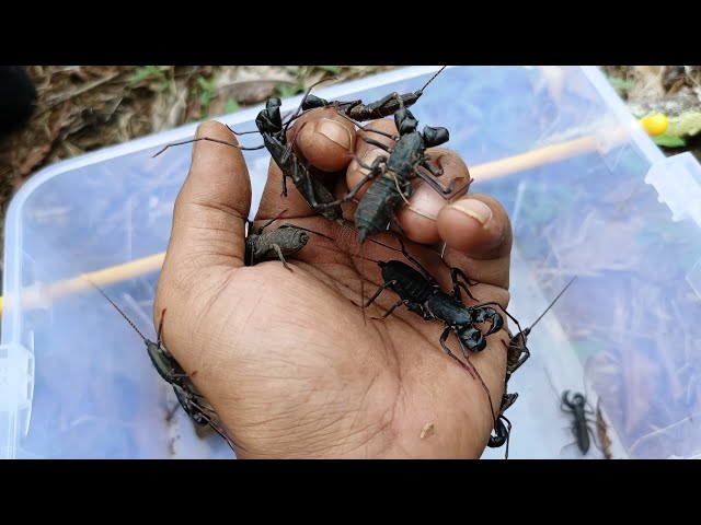 my hands are filled with whip scorpions, what will happen next?!