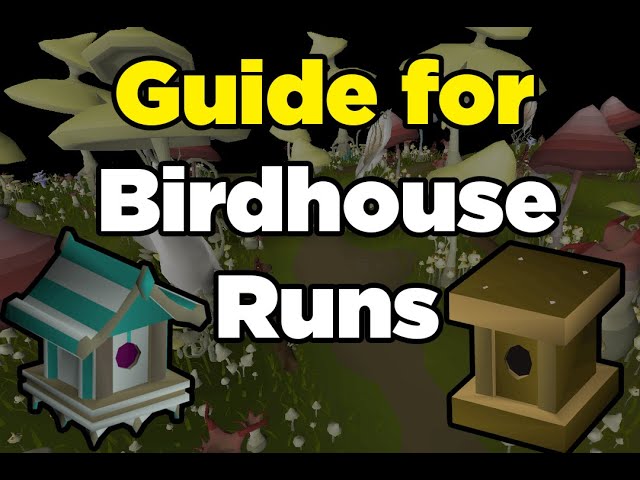 OSRS Birdhouse Run Guide (Mushtrees, XP rates, Run)