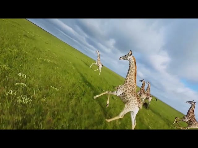 #giraffe running wild in #africa #youtubeshorts #drone