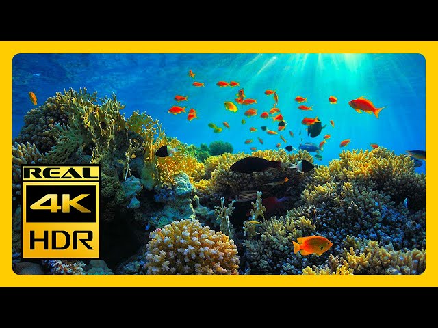 Relaxing Coral Reef Aquarium with Soothing Music