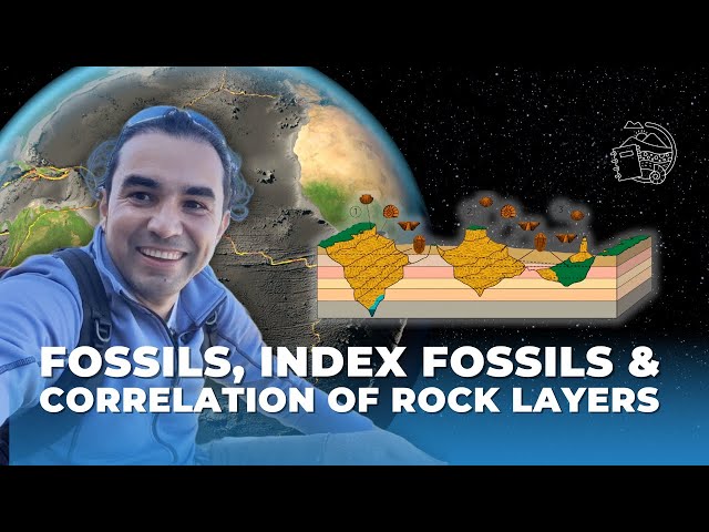 Fossils, Index Fossils & Correlation of Rock Layers   #fossil #paleontology #geology #indexfossil