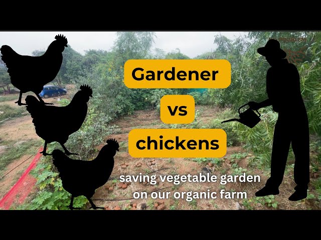 Gardener vs chicken : outsmarting chickens to save vegetable garden on our organic farm