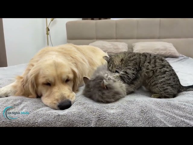 The Mischievous Kitten Wakes Up My Golden Dog – Hilarious Moments!