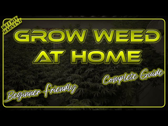 Grow Hella Weed - Easy to Follow!  Beginners Guide - All Stages