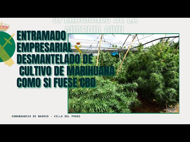 Entramado empresarial desmantelado dedicado al cultivo de marihuana ilegal como si fuese CBD