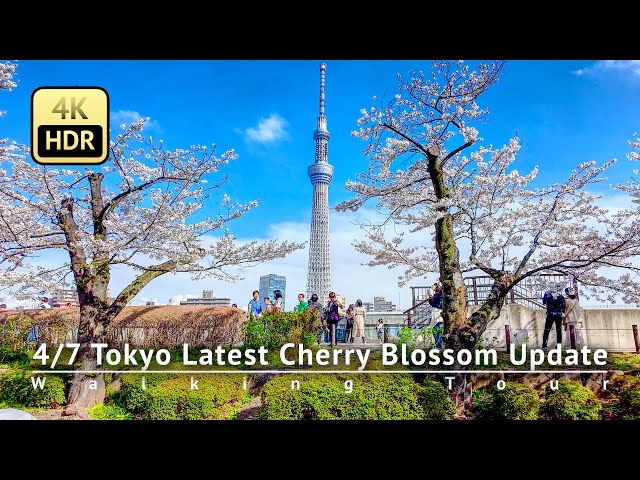 As of 4/7 - Tokyo Latest Cherry Blossom Update: Cherry Blossoms in Asakusa & Tokyo Skytree [4K/HDR]