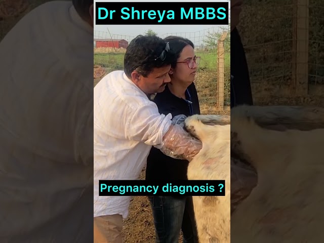 Pregnancy diagnosis l Dr umar khan