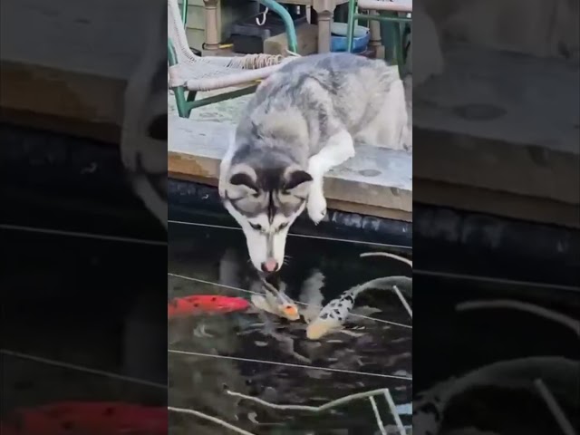 "What the Fluff?! Dog Tries to Befriend a Fish! 🐶🐠"