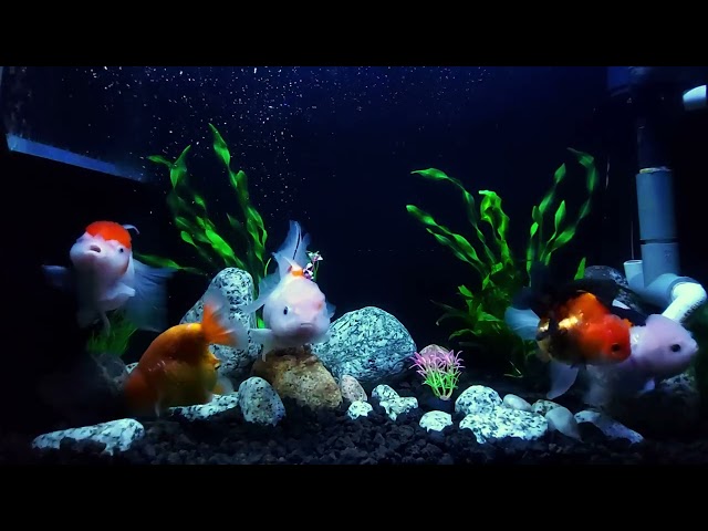 Peaceful 4K Aquarium with Natural Water Sounds for Sleep & Stress Relief