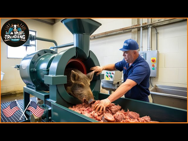 Inside Taiwan’s Wild Boar Industry – How Farmers Process Millions of Boars | Processing Factory