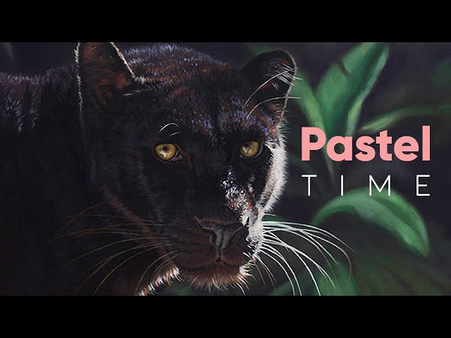 Black Leopard (Panther) in Soft Pastel - Narrated Timelapse