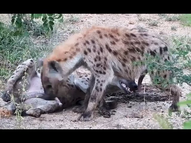 2 Spotted Hyena greeting each other with sniffing of each other's genitals