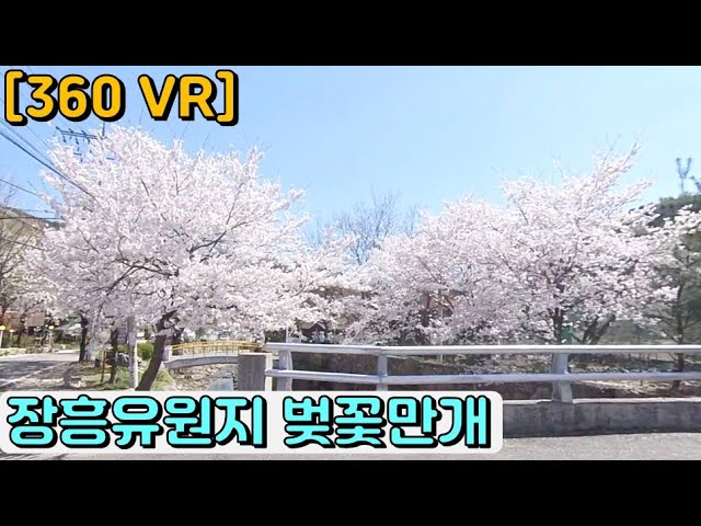 [360-VR] 벚꽃이 만개한 하늘궁, 장흥유원지 주변 둘러보기