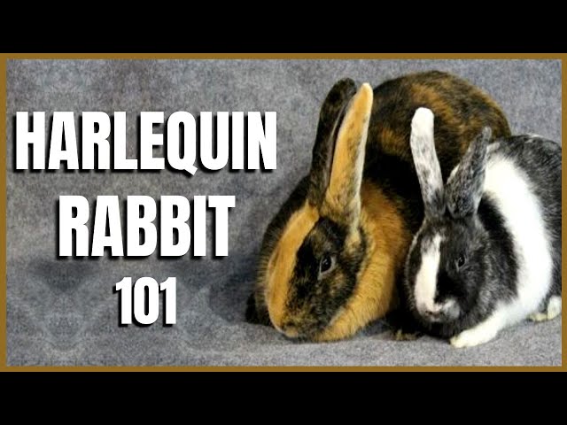 Harlequin Rabbit 101