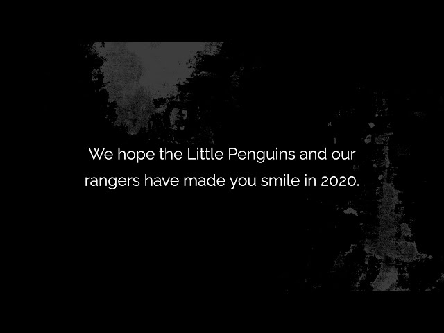 Penguin Parade Live Stream Highlights Reel 🐧