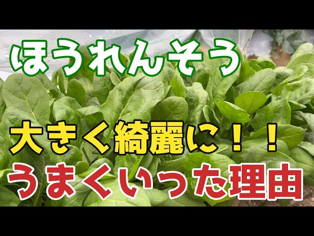 【ほうれんそう】大きく、きれいなほうれんそうができた理由について【無農薬】