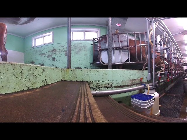 360 degree of cows leaving the milking parlor