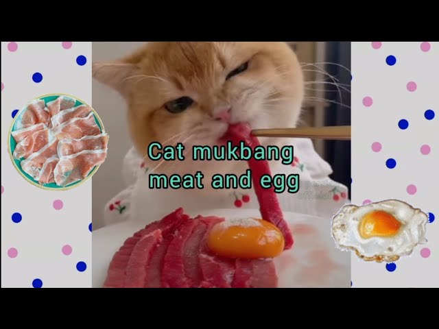 CAT MUKBANG MEAT AND EGG #cat #mukbang #meat #egg