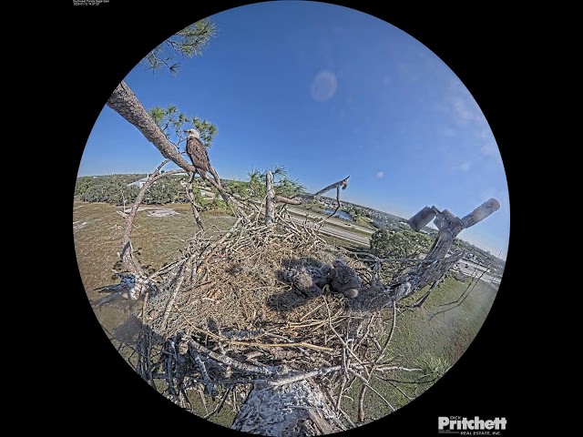 Southwest Florida Eagle Cam - Cam 360