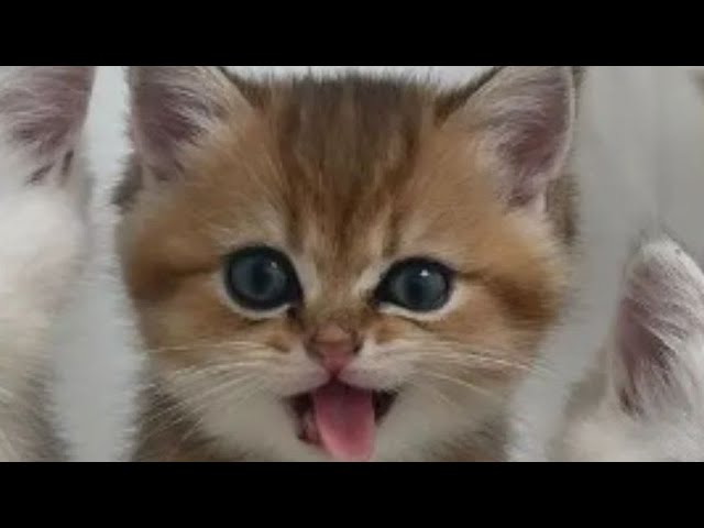 1 HOUR CUTE CATS COMPILATION 2022😍| Super Funny and Cute Cat Videos😻