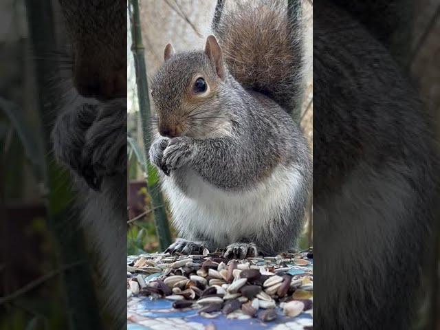 Just Chilling with Squirrels , adorable squirrels just love human interaction