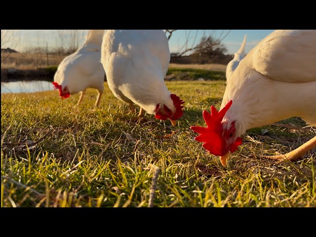 Evening Sounds of our Pastured Poultry