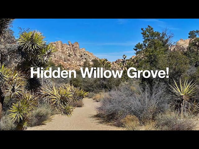 Hike Willow Hole (Joshua Tree)