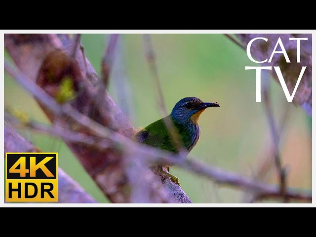 🐱CAT TV - Cute Animals and Birds in The Woods - Natural Birds in The Wild in 4K