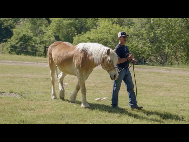 Leading A Haflinger Who Lunges At Grass