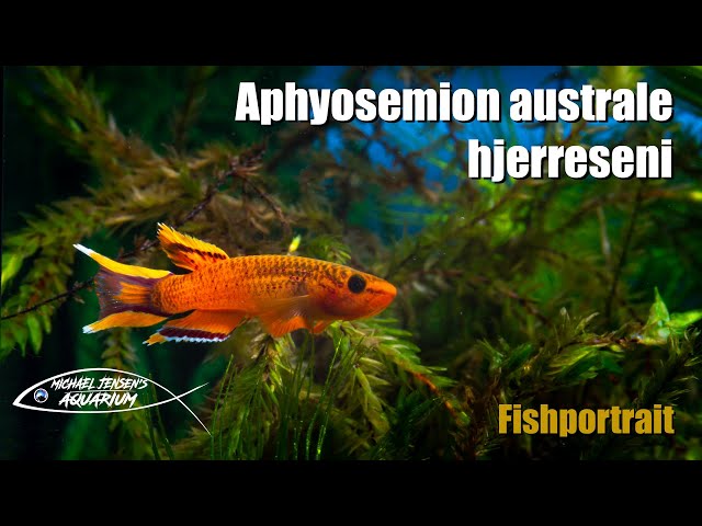 Aphyosemion australe (hjerreseni) - the Golden Lyretail Killifish