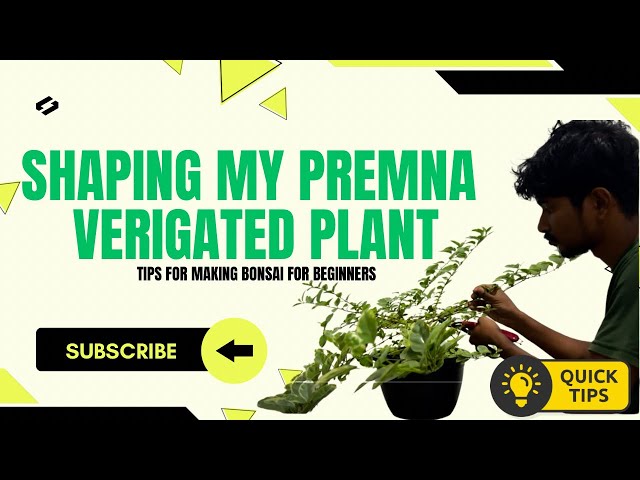 How to Train a Variegated Premna Plant into a Bonsai | Step-by-Step Bonsai Training