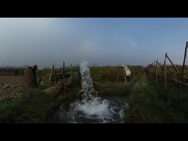 360° VR Documentary Tomato Farming Organically 📹 HD 1080p 🚩 Kullapara ♒Kaliganj ♒Jhenaidah 🇧🇩