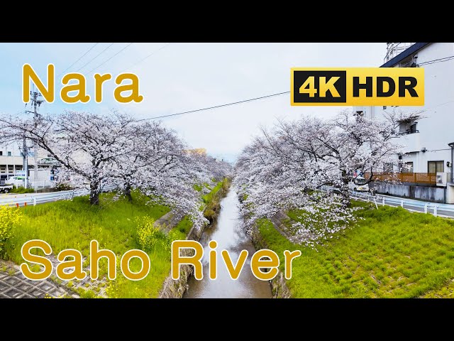 [4K HDR] Cherry Blossom Walk in Saho River, Nara Prefecture 2024