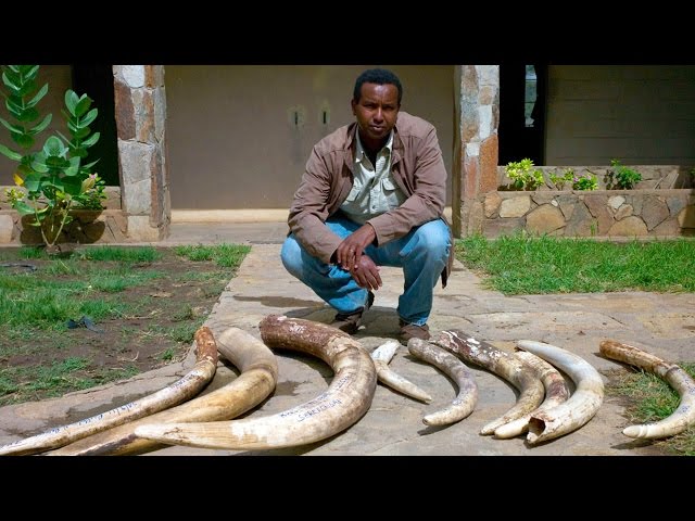 Panorama - Ivory Wars: Out of Africa  (12 Apr 2012) [BBC]