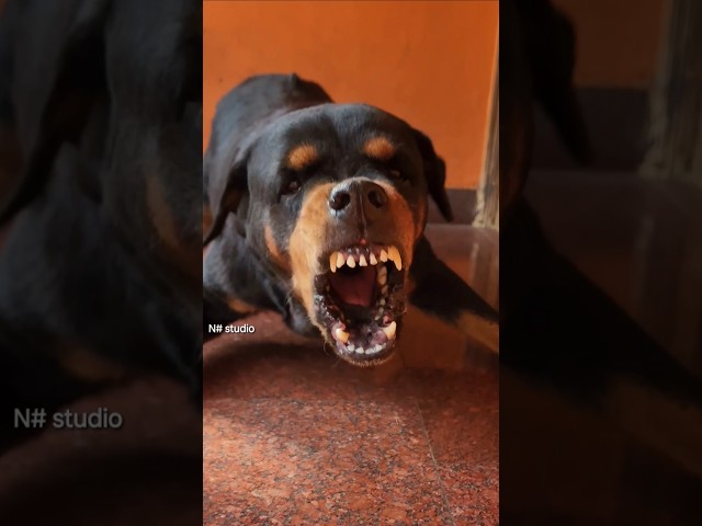 Angry dog barking sound loud #rottweiler #angrypuppy #cuteanimal #pets #angrypets #funnypuppy