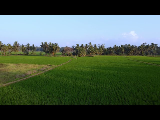 Palakkad