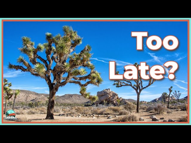 Could Joshua Trees Go Extinct?