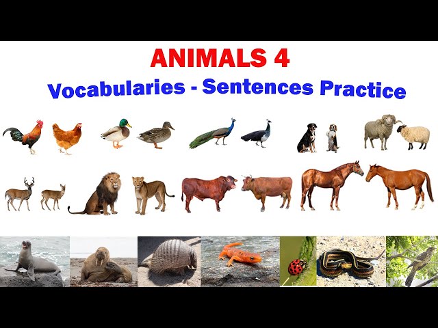 ANIMALS 4 | Vocabularies and Sentences Practice